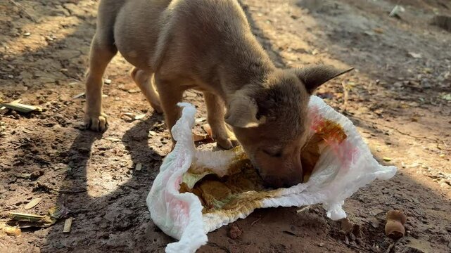 Small puppy eating poop from baby diaper outdoor daytime.
