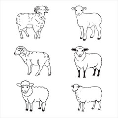 vector set of sheep illustration design 