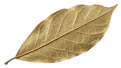 Cinnamomum tamala Dried bay leaf isolated, showcasing its natural texture and color as a culinary herb and spice generative Al