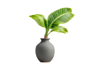 PNG Tropical banana plant in gray ceramic vase against black background