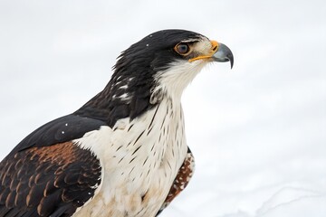 Obraz premium Red-tailed hawk, a majestic bird of prey with keen eye and brown feathers, a true predator in nature