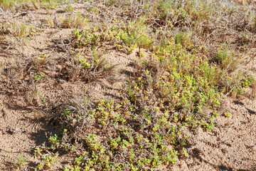 beach sand dunes with grasses and vegetation