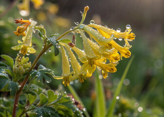Golden Corydalis Dew Drops Close-up