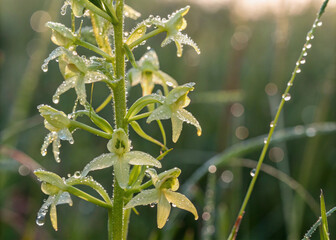 Northern Green Orchid with Dew Drops