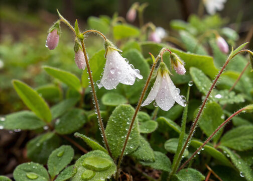 Twinflower Linnaea Borealis with Dew Drops