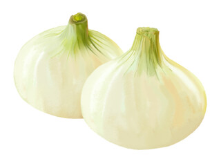 Obraz premium 新たまねぎ（2個）