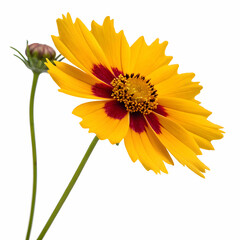 yellow flower isolated on white