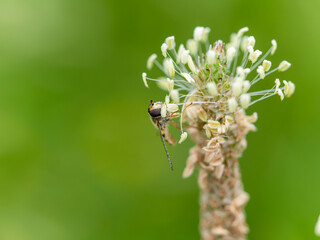 花の花粉を食べるハナアブ