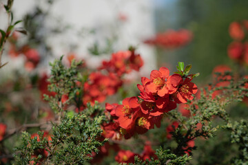 red and white flowers