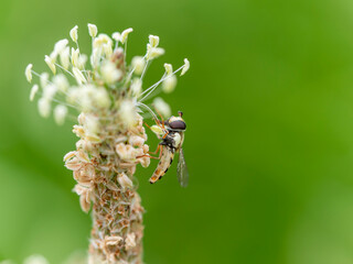 花の花粉を食べるハナアブ