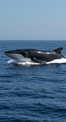 Whale swimming in ocean water