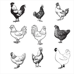 Vintage Chicken and Rooster Illustrations – Hand Drawn Hen Clipart Set in Black and White for Farm, Butcher, or Retro Design Use
