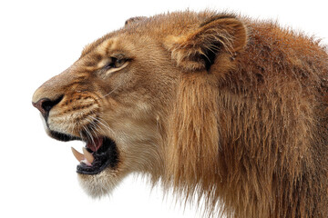 PNG Majestic african lion profile with intense gaze and vibrant mane