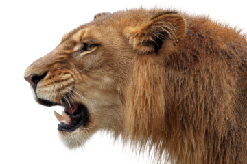 PNG Majestic african lion profile with intense gaze and vibrant mane