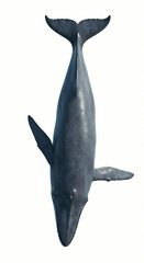 Blue Whale on White Background