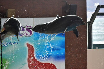 イルカ　ショー　山口　水族館
