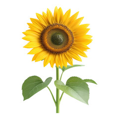 Obraz premium Bright sunflower with vibrant yellow petals and a green stem against a clear background.