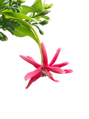 lily of the valley, lily of the valley, Rangoon Creeper, Chinese honeysuckle, Drunken sailor, Combretum indicum, DeFilipps, Quisqualis indica, Flowers, red, pink, white, writing, burnt leaves, png