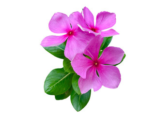 pink flower isolated on white background, Catharanthus roseus White, green, leaves, png