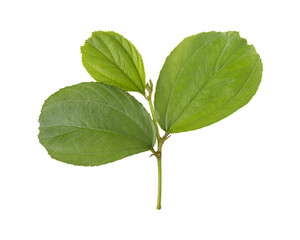 Fresh green Jujube or ber leaves isolated on transparent background