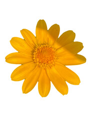 yellow gerber daisy Melampodium, ASTERACEAE COMPOSITAE, Little Yellow Star, png