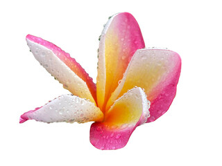 pink tulips on white background, Oleander, Sweet, Rose Bay, frangipani flower, Bauhinia purpurea,...