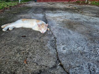 white cat lying in the carport at home