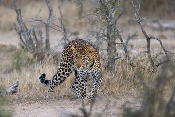 a very large female leopard 