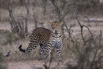 a very large female leopard 