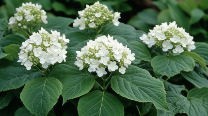 White flowers bloom in a spring garden, showcasing nature's beauty with delicate petals and lush green leaves