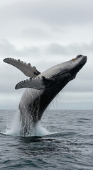 Whale Breaching in Ocean Water Under Cloudy Sky
