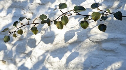 Delicate leaves cast intricate shadows on a whitewashed wall.