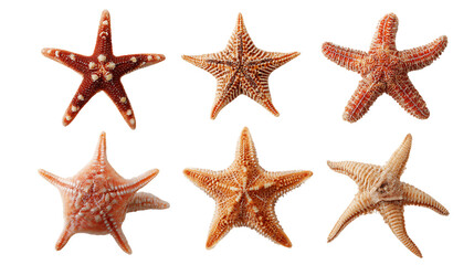 Six Starfish of Varying Colors and Sizes on Transparent Background, PNG
