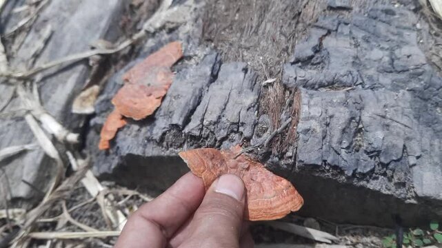 Person Gently Holding Pycnoporus Sanguineus Mushroom on a Log