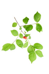 Obraz premium 新緑と赤い実のユスラウメ