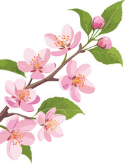 Fototapeta premium Blossoming cherry tree branch with pink flowers