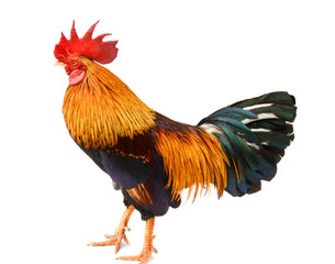 Part Dutch Bantam - stock photo