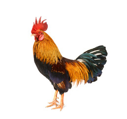 Part Dutch Bantam - stock photo