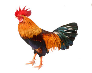 Close-up of a cock - stock photo