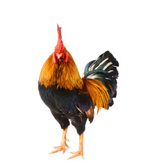Close-up of a cock - stock photo