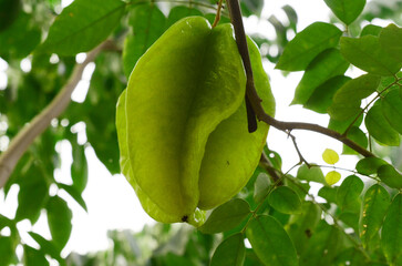 Close-up of fruits growing on tree,Vietnam 