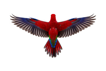 Naklejka premium Red lorikeet flying from above isolated on transparent background, colorful bird png