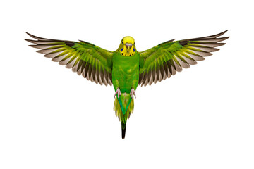 Green budgie flying isolated on transparent background, parakeet png
