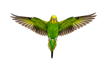 Green budgie flying isolated on transparent background, parakeet png
