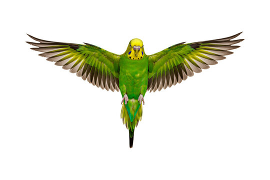 Green budgie flying isolated on transparent background, parakeet png
