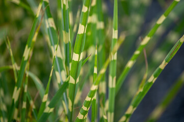 Abstract garden botanical plant grasses background zebra grass closeup with striped variegated blades of grass defocused background with copy space, garden center nature plant nursery