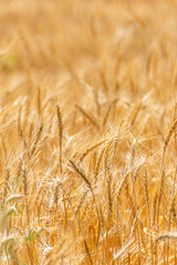 agricultural background golden cereal crop rich golden hues of mature wheat crop