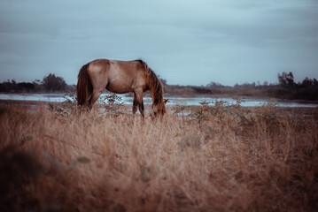 Solitary horse grazing in autumnal field