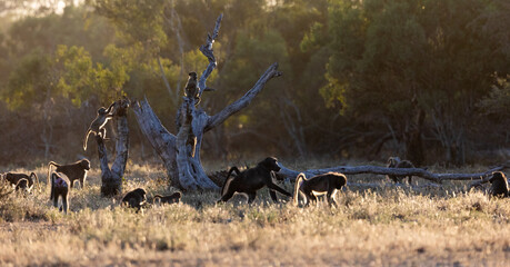 Chacma baboons in golden light