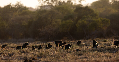 Chacma baboons in golden light